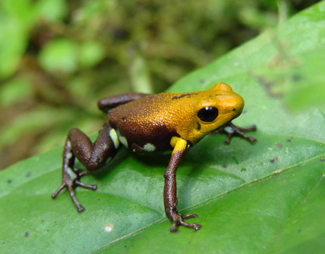 [frog]